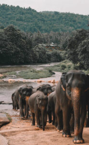 Comparación de coches de alquiler Sri Lanka