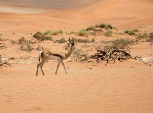 Buscar un coche de alquiler en Namibia