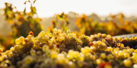 Las 6 mejores regiones vitivinícolas para visitar en Australia