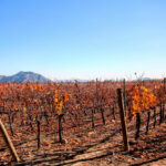 Las 5 mejores regiones vinícolas para visitar en Chile