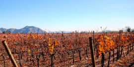 Las 5 mejores regiones vinícolas para visitar en Chile